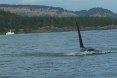 kanada-orca-2010